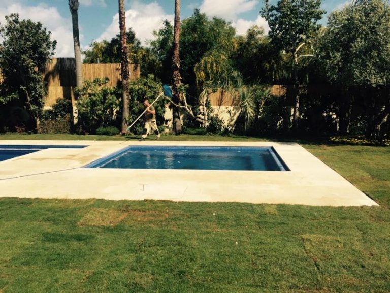 גקוזי ענק בחצר